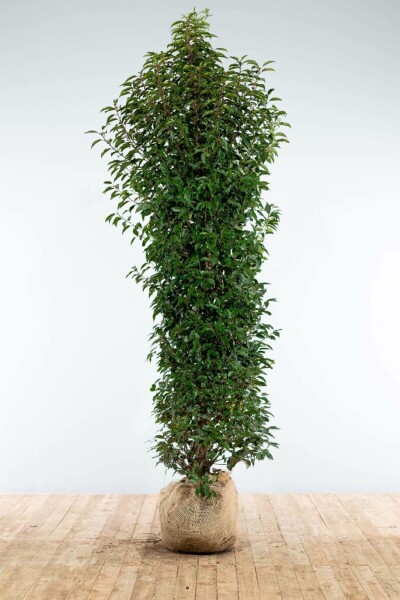 Prunus lusitanica 'Angustifolia' 200-225 cm