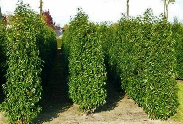 Prunus lusitanica 'Angustifolia' Laurel häck 200-225 rotboll Prunus lusitanica 'Angustifolia' 200-225 cm