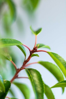 Prunus lusitanica 'Angustifolia' 200-225 cm