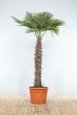 Trachycarpus fortunei Väderkvarnspalm på stam 120-140 225-250 i kruka Trachycarpus fortunei 225-250 cm