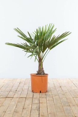 Trachycarpus fortunei Väderkvarnspalm på stam 15-20 80-100 i kruka Trachycarpus fortunei 80-100 cm