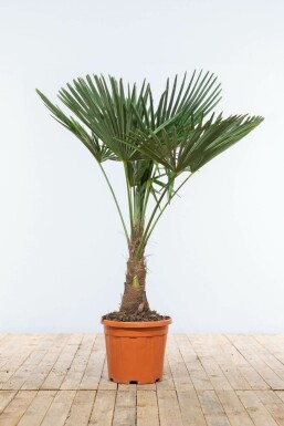 Trachycarpus fortunei Väderkvarnspalm på stam 30-40 100-125 i kruka Trachycarpus fortunei 100-125 cm