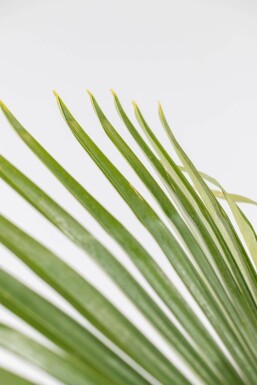 Trachycarpus fortunei Väderkvarnspalm på stam 30-40 100-125 i kruka Trachycarpus fortunei 100-125 cm