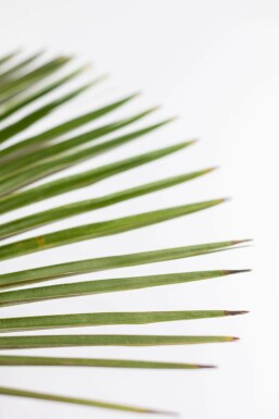 Trachycarpus fortunei 100-125 cm