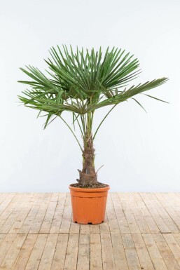 Trachycarpus fortunei Väderkvarnspalm på stam 40-50 125-150 i kruka Trachycarpus fortunei 125-150 cm