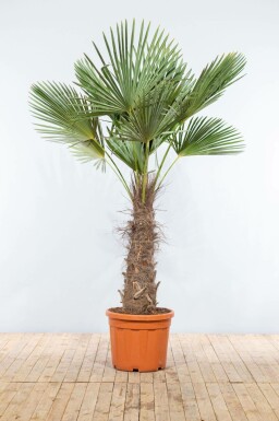 Trachycarpus fortunei Väderkvarnspalm på stam 80-100 200-225 i kruka Trachycarpus fortunei 200-225 cm
