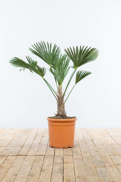 Trachycarpus wagnerianus 80-100 cm