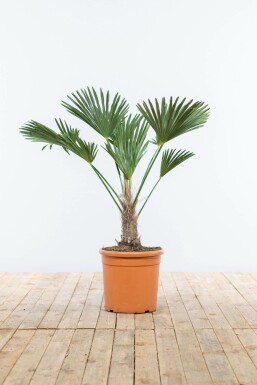 Trachycarpus wagnerianus 80-100 cm