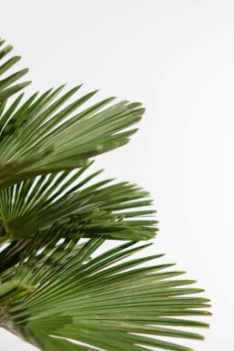 Trachycarpus wagnerianus 80-100 cm