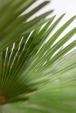 Trachycarpus wagnerianus 80-100 cm