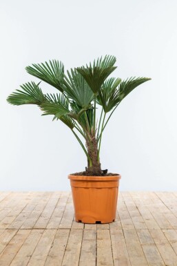 Trachycarpus wagnerianus Trachycarpus på stam 20-30 80-100 i kruka Trachycarpus wagnerianus 80-100 cm