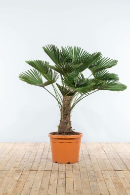 Trachycarpus wagnerianus 100-125 cm