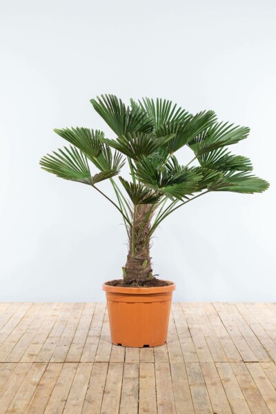 Trachycarpus wagnerianus 150-175 cm
