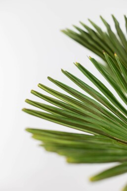 Trachycarpus wagnerianus Trachycarpus på stam 80-100 175-200 i kruka Trachycarpus wagnerianus 175-200 cm