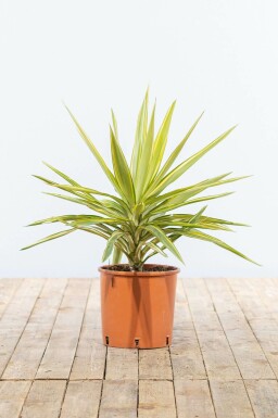 Yucca elephantipes 'Jewel' 40-60 cm