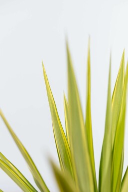 Yucca elephantipes 'Jewel' JĂ€ttepalmlilja buske 60-80 i kruka Yucca elephantipes 'Jewel' 60-80 cm