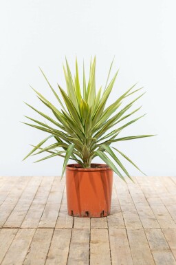 Yucca elephantipes 'Jewel' 80-100 cm