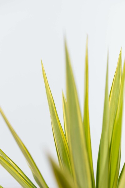 Yucca elephantipes 'Jewel' 80-100 cm