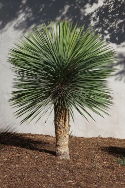Yucca rostrata Palmliljor på stam 30-40 125-150 i kruka