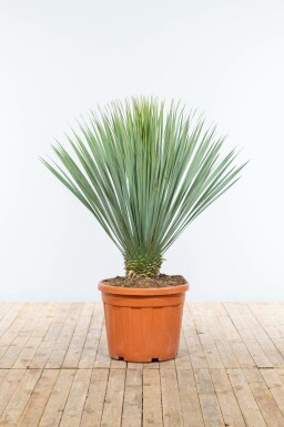 Yucca rostrata Palmliljor på stam 80-100 175-200 i kruka