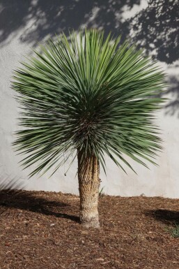 Yucca rostrata 175-200 cm