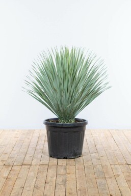 Yucca rostrata Palmliljor buske 100-125 i kruka Yucca rostrata 100-125 cm