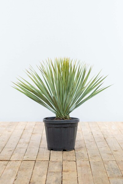 Yucca rostrata