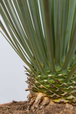 Yucca rostrata 40-60 cm