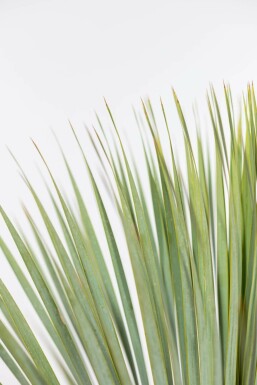Yucca rostrata 40-60 cm