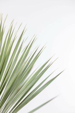 Yucca rostrata 40-60 cm