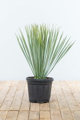 Yucca rostrata Palmliljor buske 60-80 i kruka Yucca rostrata 60-80 cm