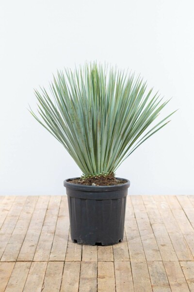 Yucca rostrata