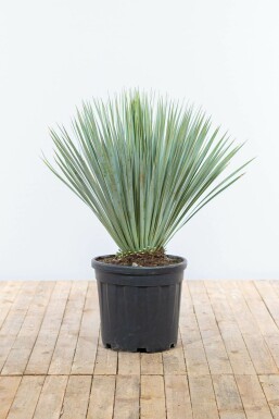 Yucca rostrata Palmliljor buske 80-100 i kruka