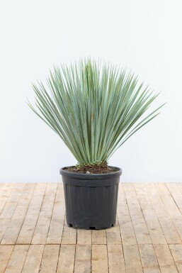 Yucca rostrata Palmliljor buske 80-100 i kruka Yucca rostrata 80-100 cm