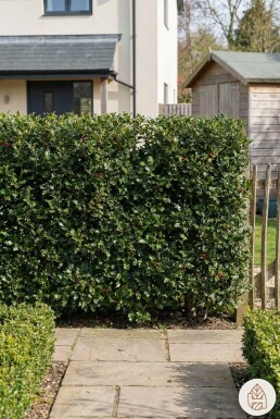 Ilex aquifolium 60-80 cm