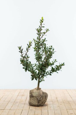 Ilex aquifolium Järnek häck 60-80 rotboll Ilex aquifolium 60-80 cm