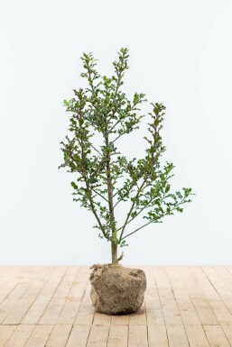 Ilex aquifolium Järnek häck 80-100 rotboll Ilex aquifolium 80-100 cm