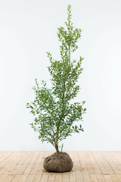 Ilex aquifolium 150-175 cm