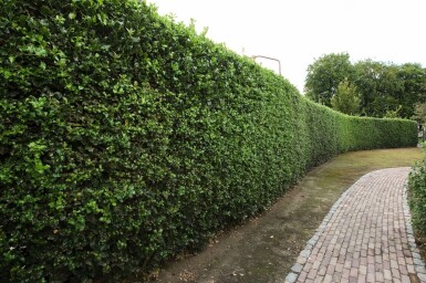 Ilex aquifolium 150-175 cm