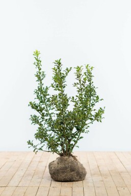 Ilex aquifolium 'Alaska' Järnek häck 60-80 rotboll Ilex aquifolium 'Alaska' 60-80 cm