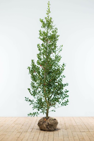Ilex aquifolium 'Alaska' 150-175 cm