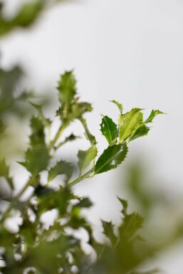 Ilex aquifolium 'Alaska' 150-175 cm