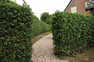 Ilex aquifolium 'Alaska' 150-175 cm