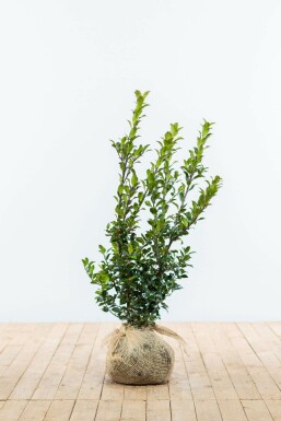 Ilex × meserveae 'Blue Maid' 60-80 cm