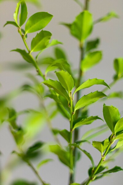 Ilex × meserveae 'Blue Maid' 60-80 cm