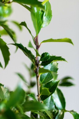 Ilex × meserveae 'Blue Maid' 80-100 cm