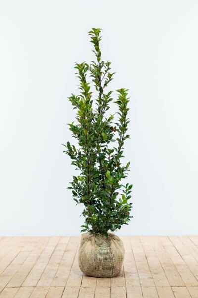 Ilex × meserveae 'Blue Maid' 100-125 cm