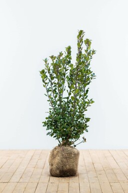 Ilex × meserveae 'Blue Prince' 60-80 cm