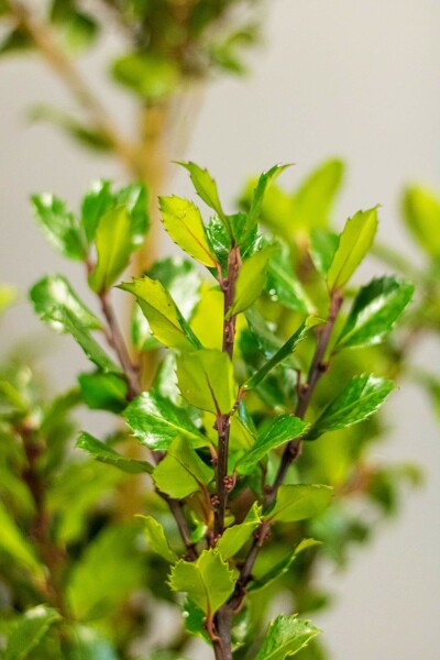 Ilex × meserveae 'Blue Prince' 60-80 cm