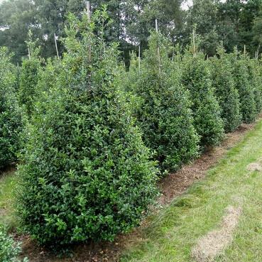Ilex × meserveae 'Blue Prince' 80-100 cm